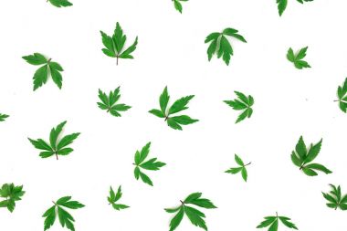 Beyaz zemin üzerine yeşil yaprakları desen. Düz yatıyordu, en iyi görünümü.