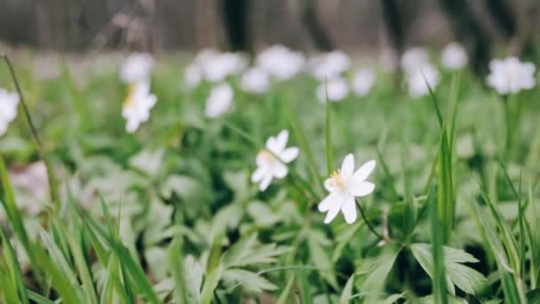 Flores blancas en el bosque. — Vídeos de Stock