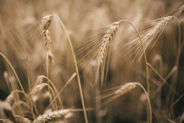 Güneş ışığında buğday başakları. Buğday tarlası