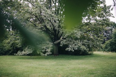 Parkta büyük bir meşe ağacı