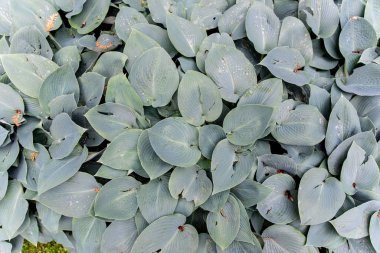 Brunnera Heartleaf macro photograph unique shade loving perennial plant silver white color green vanes in foliage texture background clipart