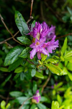 Sarı Baharlı Mor Çiçekler