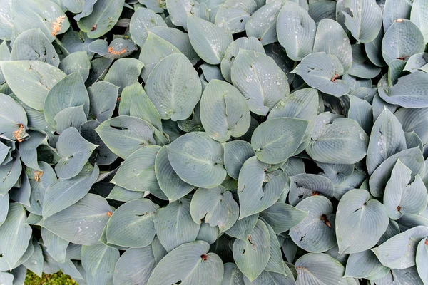 Brunnera Heartleaf makro fotoğraf eşsiz gölgeler sevgi bitkisi gümüş beyaz renk yeşil vanes yeşillik arka plan