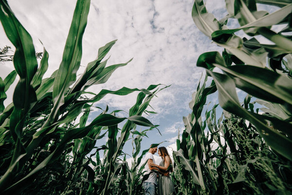 Couple walking through corn maze