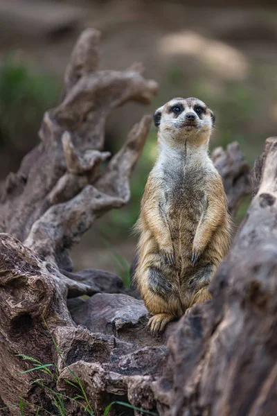 Portrait Meerkat Unique Suricate Debout Avec Fond Flou Animal Originaire — Photo