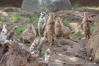 Bulanık geçmişi olan bir grup mirket ya da Suricate portresi, Afrikalı yerli hayvan, firavun faresi ailesine ait küçük etobur.