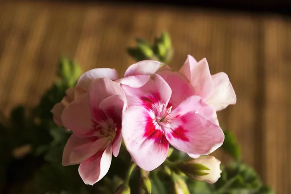Красиві Барвисті Квіти Троянди — стокове фото