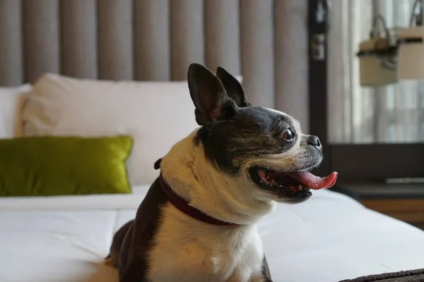 Boston Terrier Dog on a bed