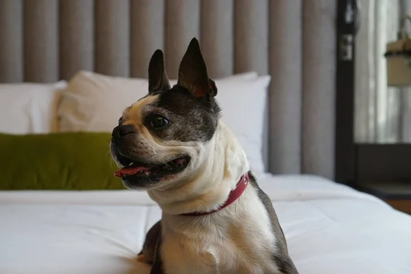 Boston Terrier Dog on a bed