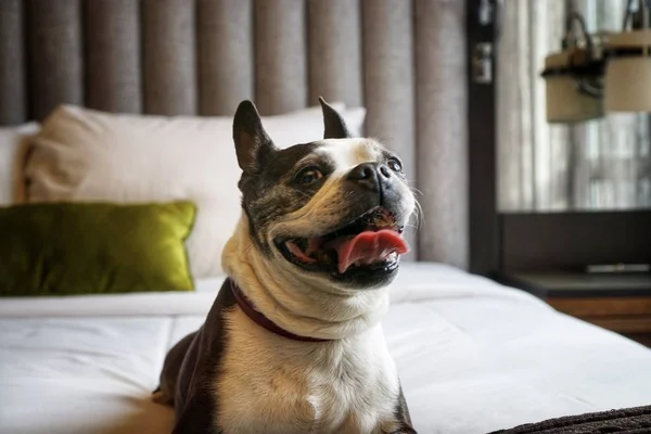 Boston Terrier Dog on a bed