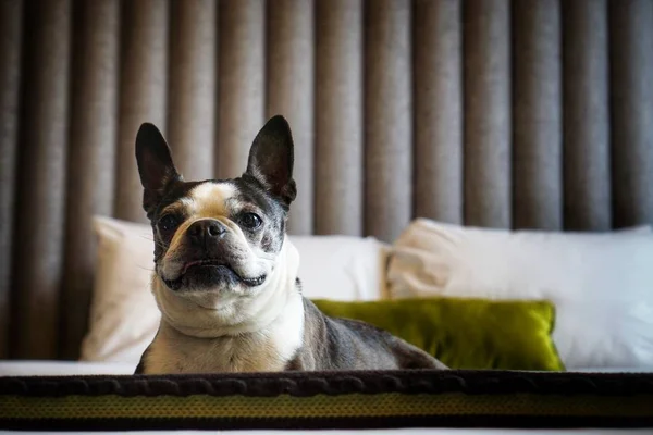 Boston Terrier Dog on a bed