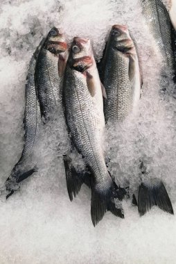 Fresh Seabass with ice in a market clipart