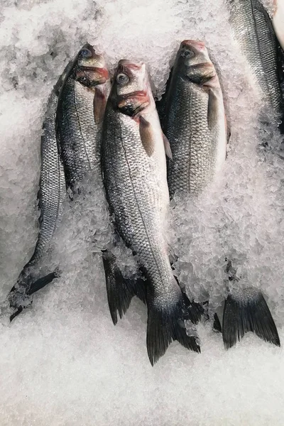 Fresh Seabass with ice in a market — Stock Photo, Image