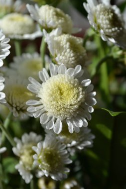  Sonbahar çiçek krizantem