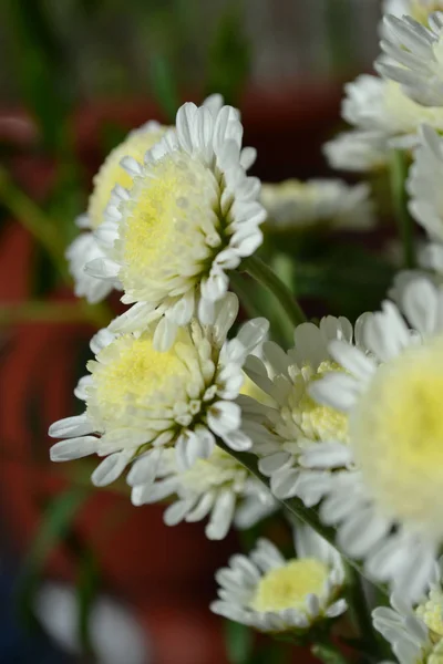 Crisantemi di fiori autunnali — Foto Stock