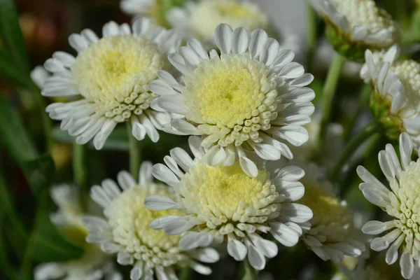 Crisantemi di fiori autunnali — Foto Stock