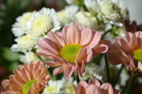 Podzimní květ chryzantémy — Stock fotografie