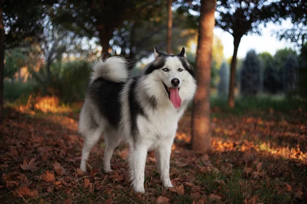 Happy Siberian Husky Portretul Unui Câine — Fotografie, imagine de stoc