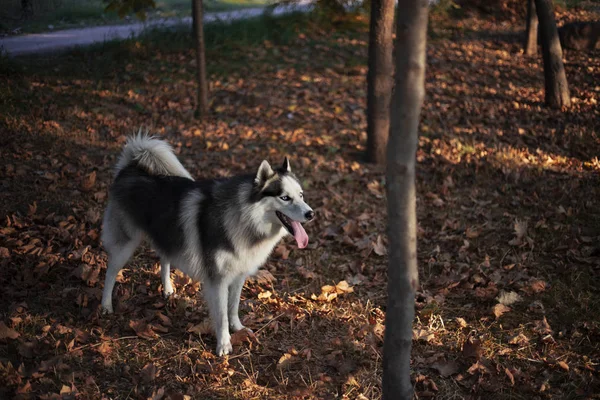 Boldog Szibériai Husky Egy Kutya Portréja — Stock Fotó