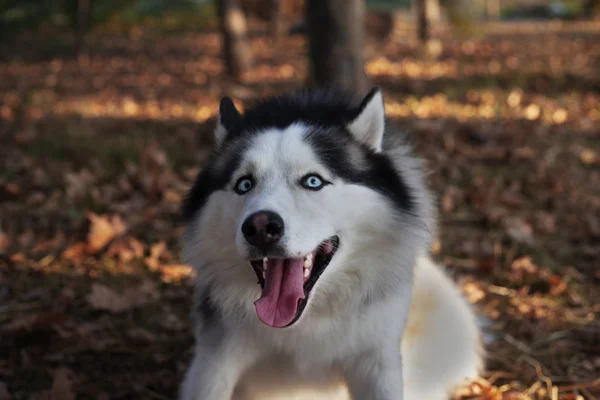 Boldog Szibériai Husky Egy Kutya Portréja — Stock Fotó