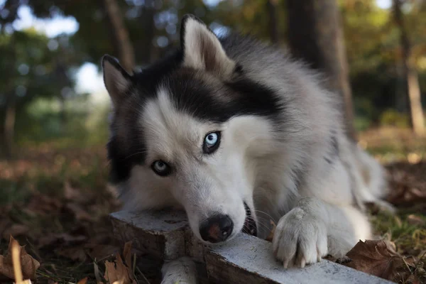 Χαρούμενη Σιβηριανή Χάσκι Πορτραίτο Σκύλου — Φωτογραφία Αρχείου