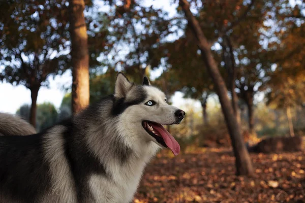 Feliz Husky Siberiano Retrato Perro —  Fotos de Stock