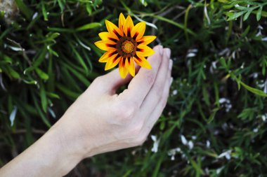 Sarı çiçek, kadın eliyle çiçek tutuyor.