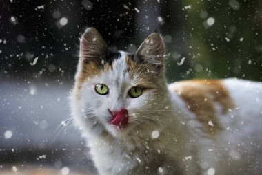 Kar altında renkli güzel bir kedi.