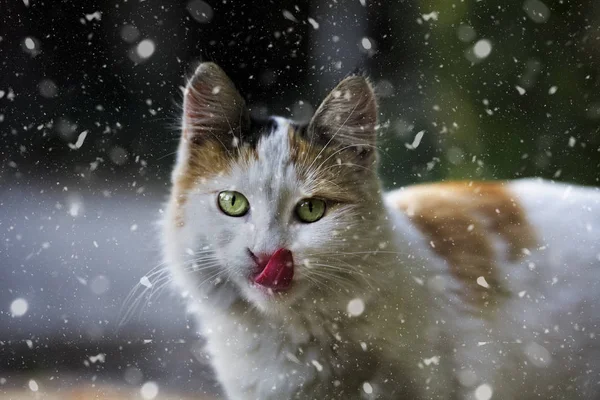 Färgglada Vacker Katt Snöfall — Stockfoto