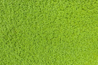 Yeşil çimlerin üst görünümü, doğa arka planı
