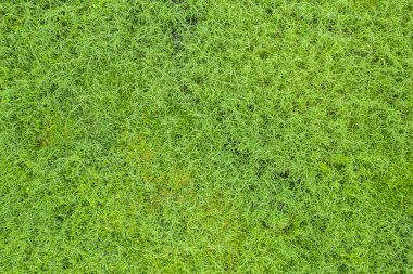 Yeşil çimlerin üst görünümü, doğa arka planı