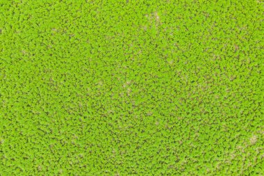 Yeşil çimlerin üst görünümü, doğa arka planı