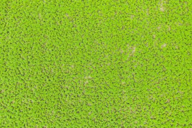 Yeşil çimlerin üst görünümü, doğa arka planı