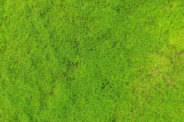 Yeşil çimlerin üst görünümü, doğa arka planı