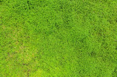 Yeşil çimlerin üst görünümü, doğa arka planı