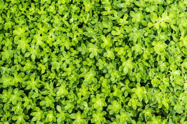 Yeşil çimlerin üst görünümü, doğa arka planı