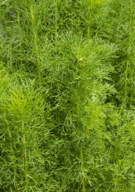 Yeşil çimlerin üst görünümü, doğa arka planı