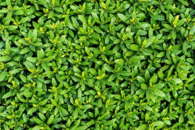 Yeşil çimlerin üst görünümü, doğa arka planı