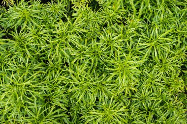 Yeşil çimlerin üst görünümü, doğa arka planı