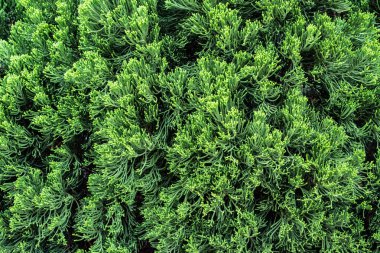 Yeşil çimlerin üst görünümü, doğa arka planı