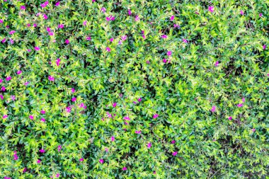 Yeşil çimlerin üst görünümü, doğa arka planı