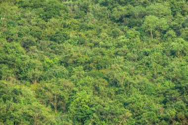 Yeşil çimlerin üst görünümü, doğa arka planı