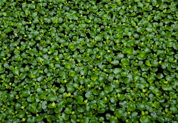 Ovanifrån Grönt Gräs Natur Bakgrund — Stockfoto