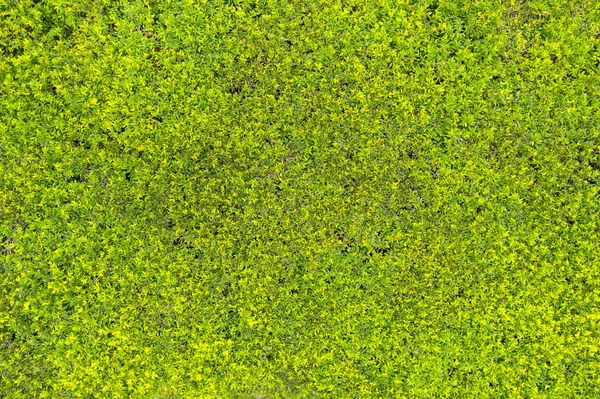 Blick Von Oben Auf Grünes Gras Natur Hintergrund — Stockfoto