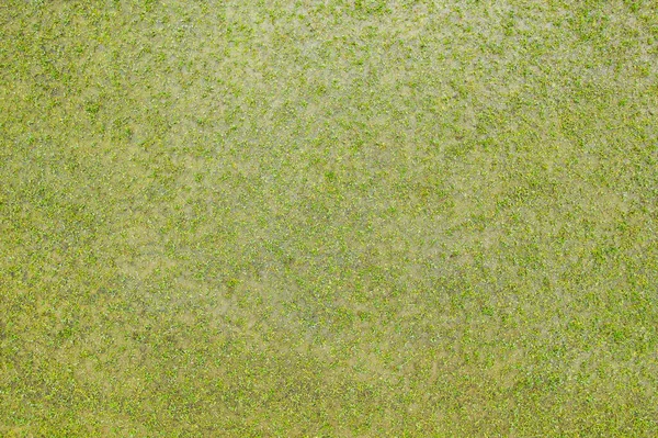 Top View Green Grass Nature Background — Stock Photo, Image