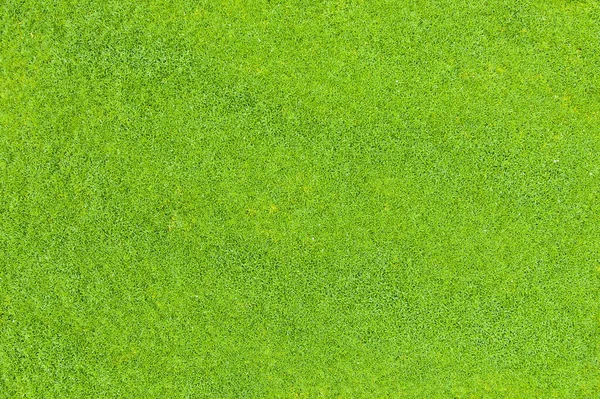 Вид Сверху Зеленую Траву Природный Фон — стоковое фото