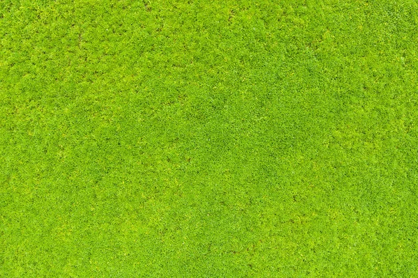 Bovenaanzicht Van Groen Gras Natuur Achtergrond — Stockfoto