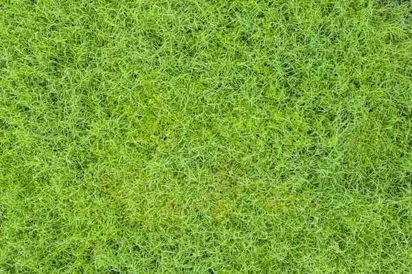 Bovenaanzicht Van Groen Gras Natuur Achtergrond — Stockfoto