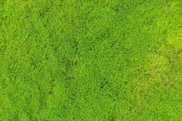 Blick Von Oben Auf Grünes Gras Natur Hintergrund — Stockfoto