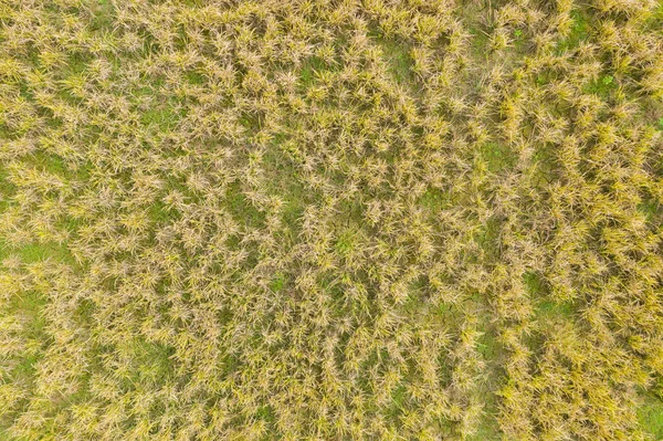 緑の草のトップビュー 自然背景 — ストック写真